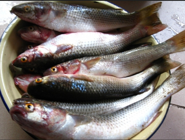 產地/廠家 高淳 品種 鮮活大支魚 用途 食用 原