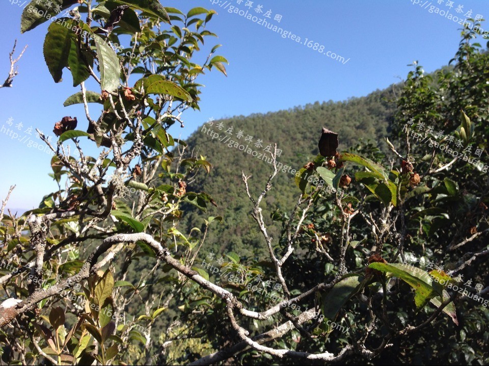 【高老莊普洱茶莊園】預售 2014年 喬木普洱茶 明前頭春 春茶