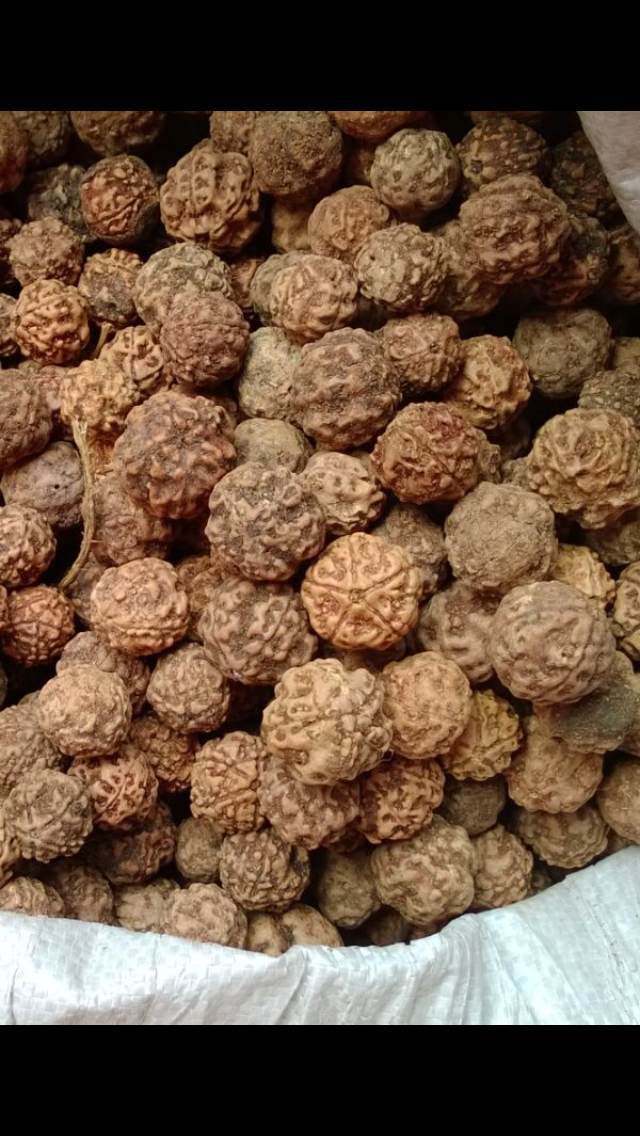 尼泊尔一手货5瓣大金刚菩提子肉纹通货原籽批发/斤