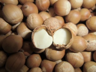 天然食品——云南高山野生小榛子-生榛子尽在阿里巴巴-凤庆县滇香蜜源