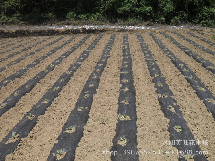 厂家批发农用塑料黑薄膜黑色地膜 白色地膜 除草专用黑地膜液态