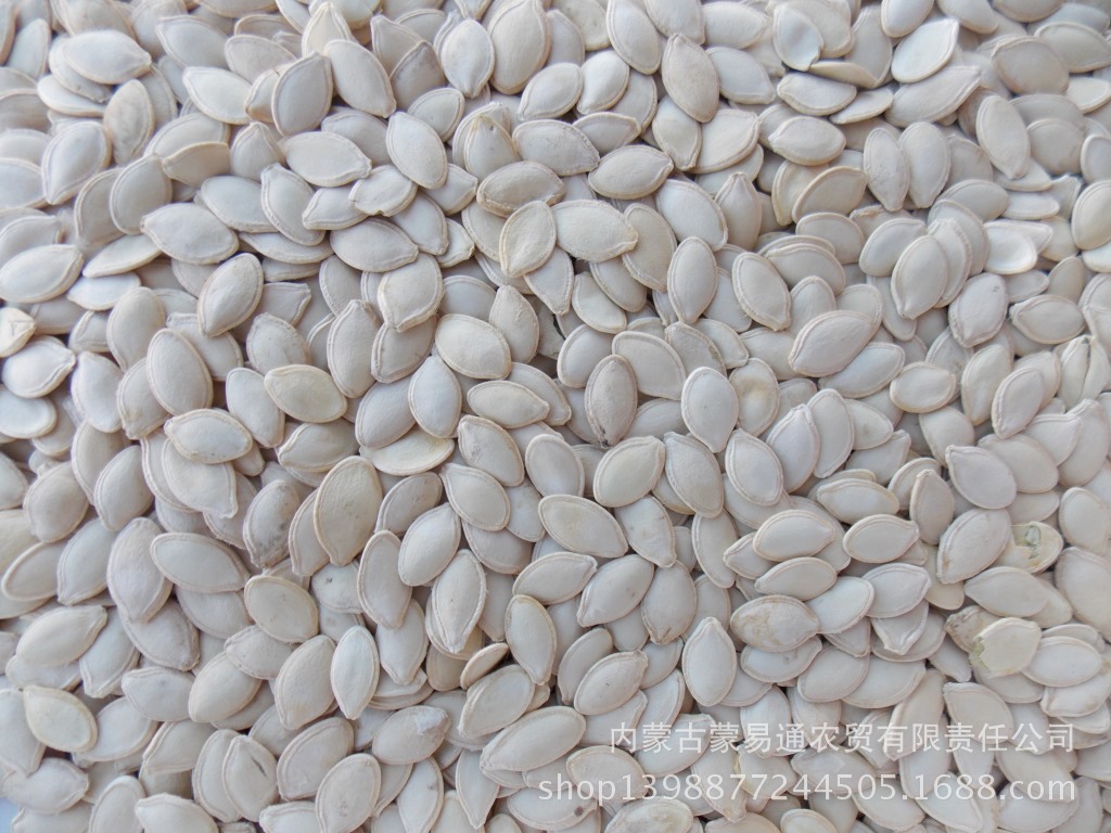 内蒙古河套平原产生白瓜子中片aa