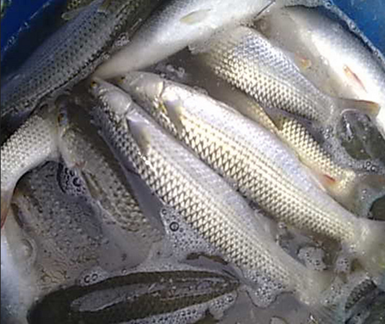 产地/厂家 高淳 品种 鲜活大支鱼 用途 食用   原