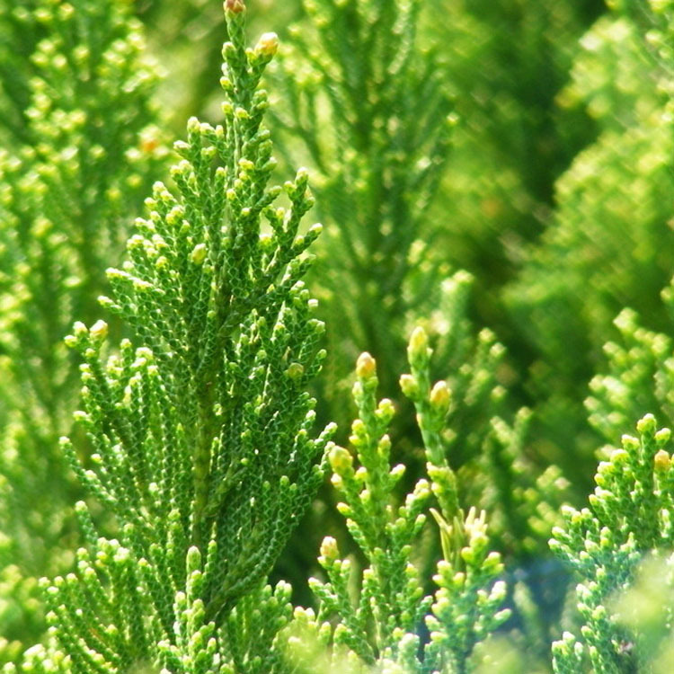 批发地柏爬地柏铺地柏爬行植物护坡植物