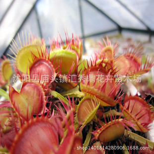 绿植盆栽 食虫植物-进口红手指捕蝇草 long red finger极品捕蝇草