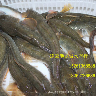 連雲港海鮮水產批發全國供應海魚 鮮活沙光魚 冰鮮小龍魚 天浪魚