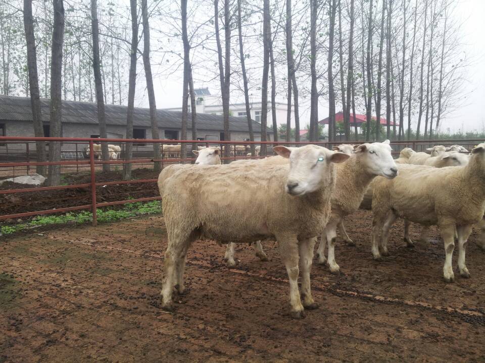 河南绿源 特克赛尔 1岁以上成年母羊 怀孕一级 8000--9000/只