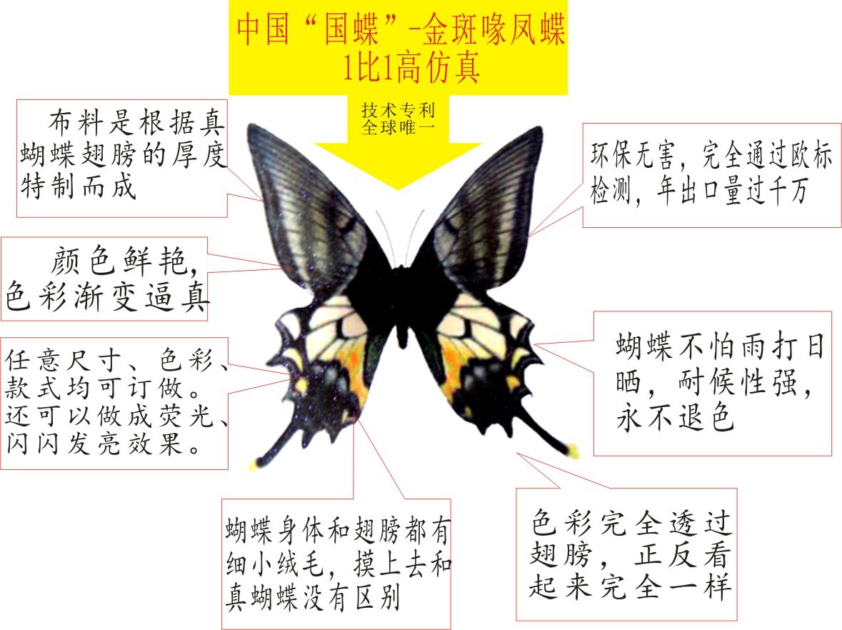 蝴蝶身体结构简介图片