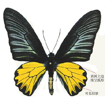 金裳凤蝶标本蝴蝶标本生物教学用品