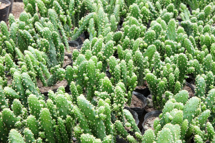 摇钱树 仙人掌多浆多肉植物防辐射净化空气室内盆栽 春天花会开