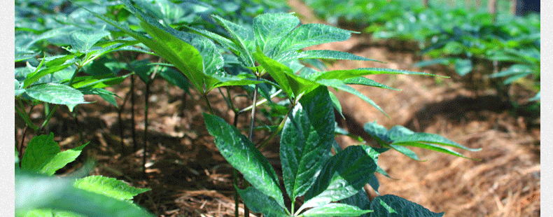 七客正品2015年新花云南文山三七四年特级三七花田七花100克批发