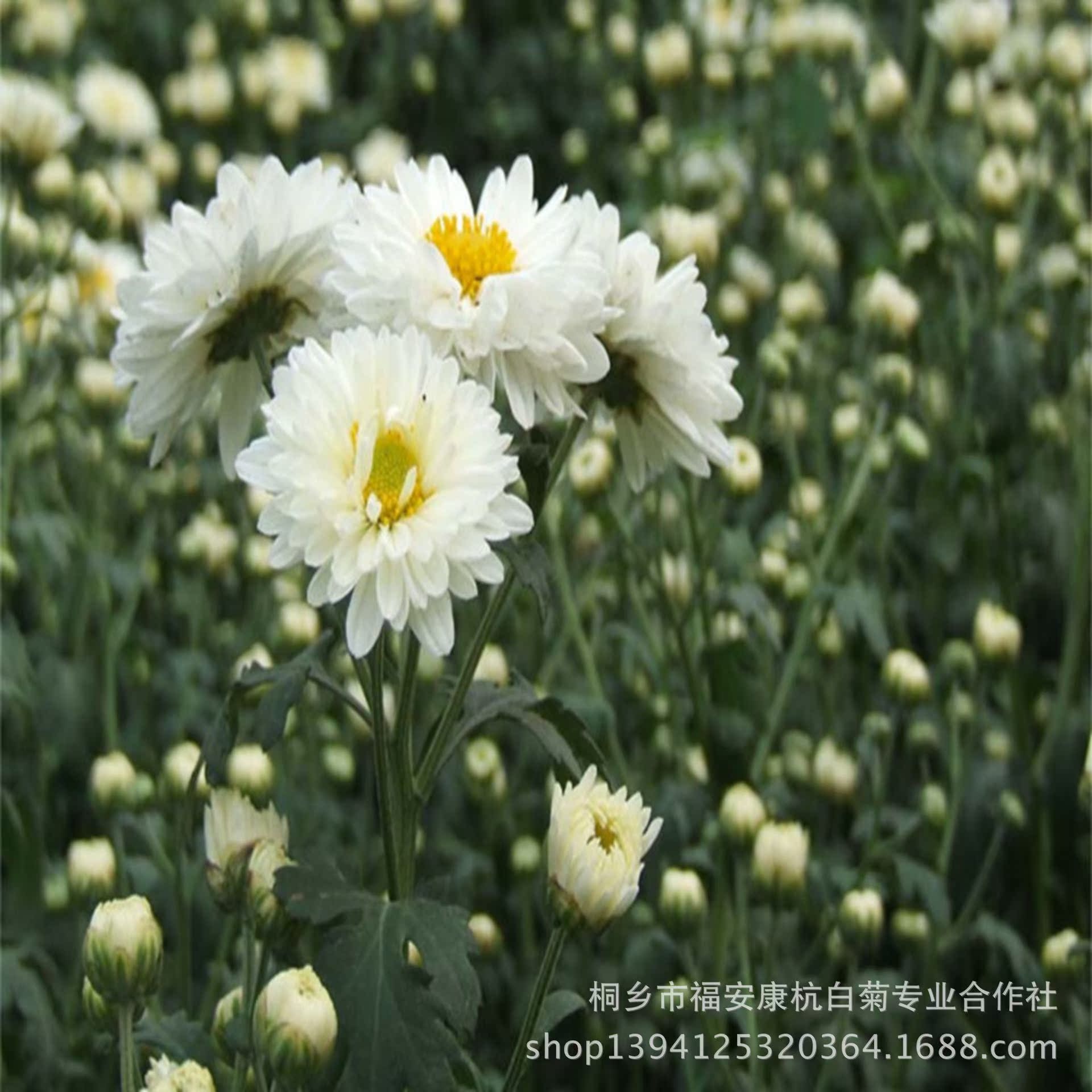 桐鄉胎菊王批發/杭白菊/菊花茶/花草花果茶/80克瓶裝特級產地直銷