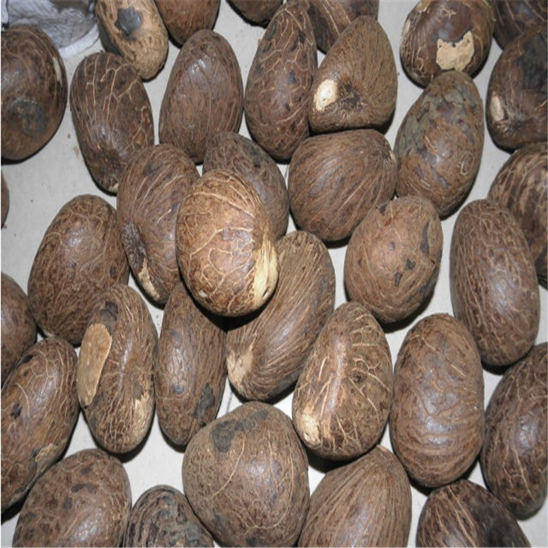 批发象牙果原果菩提原籽 大果通货大量批发雕刻原料