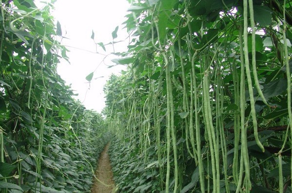 重量:350g 保质期:12个月 毛重:350g 配料: 水,豇豆,食用盐 产地