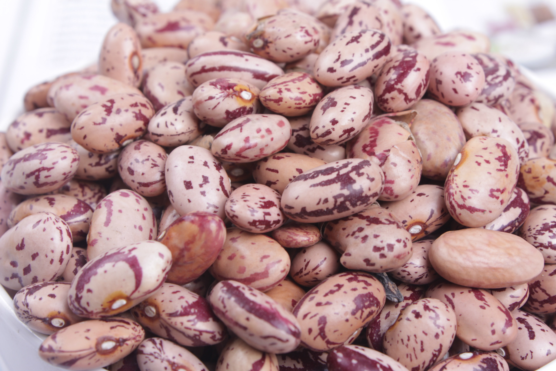 朝鲜进口柱形奶花芸豆 厂家直销 价格优惠 粒型:160-180