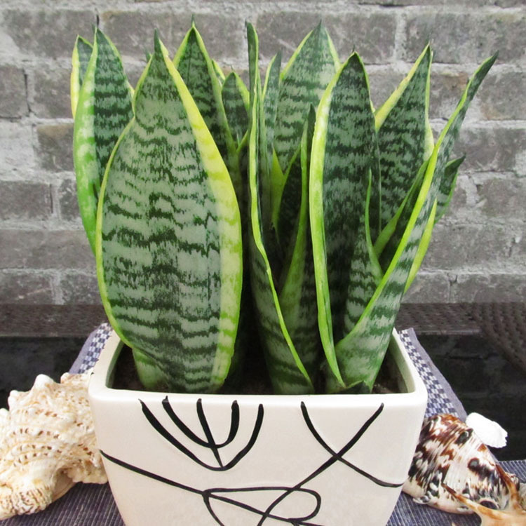 金边阔叶虎皮兰 小型绿色盆栽 吸收甲醛 防辐射 可以水培