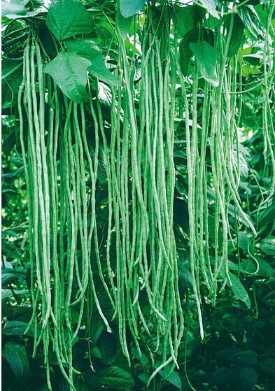 蔬菜种子绿长豆角种子豇豆种子架豆肉厚脆嫩不易老化产量高