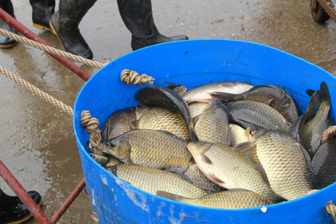 热销爆款 大量高品质湘鲫鱼 烧烤鲫鱼 淡水水产鲫鱼 湖南鲫鱼图片_15