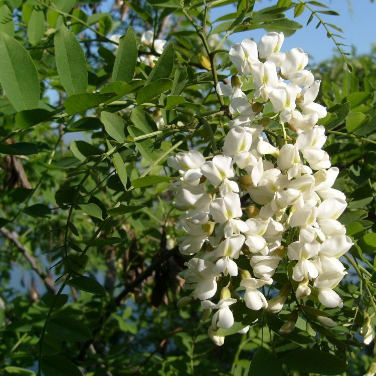 山东临沂低价供应国槐 国槐树苗 国槐基地 速生法桐 白蜡 大小规格