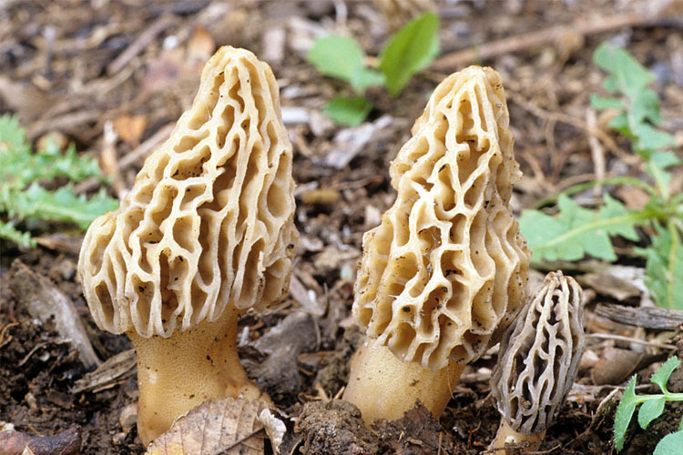 优质纯天然食用羊肚菌 厂家批发野生羊肚菌