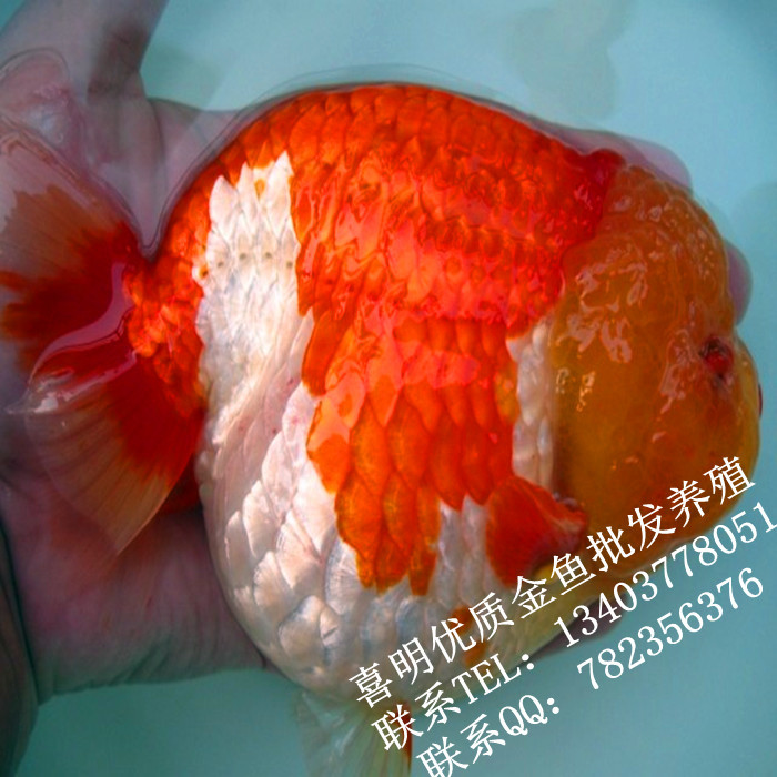 2022年觀賞魚元寶獅皇冠珍珠蘭壽觀賞魚金魚金魚水花魚苗批發訂購