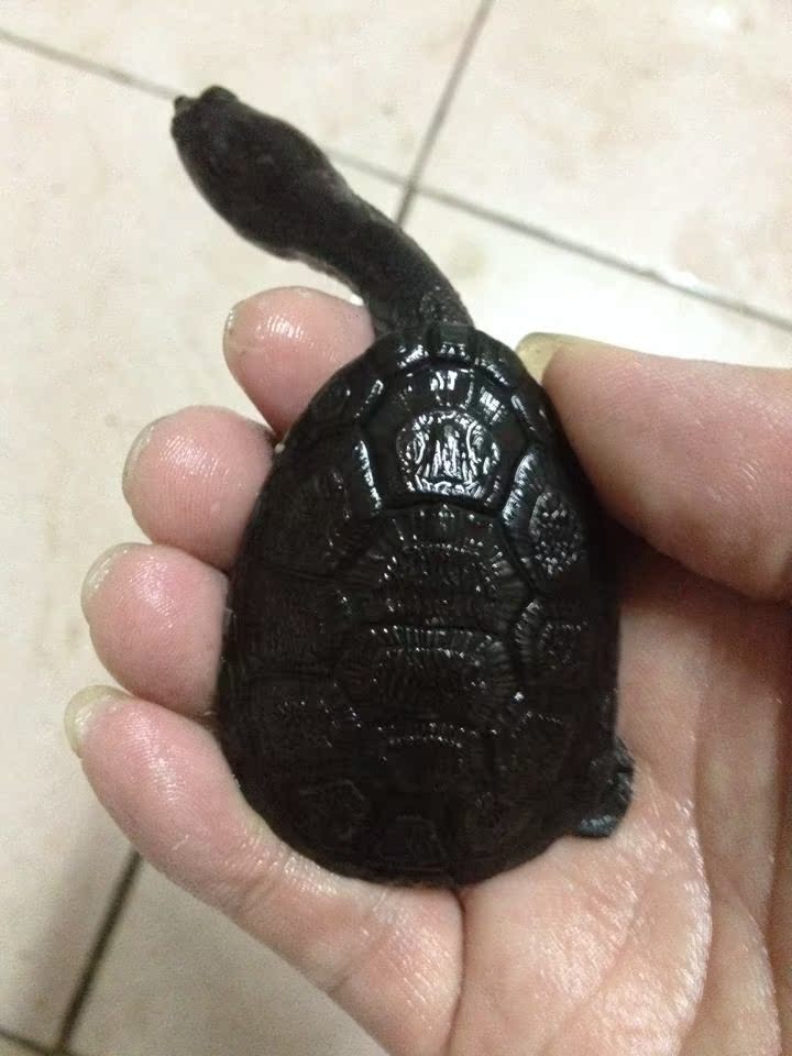 进口蛇颈龟 不错甲 6公分左右