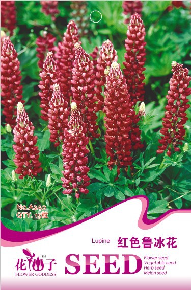 原装正品花卉种子 红色鲁冰花种子 多叶羽扇豆 约15粒/包