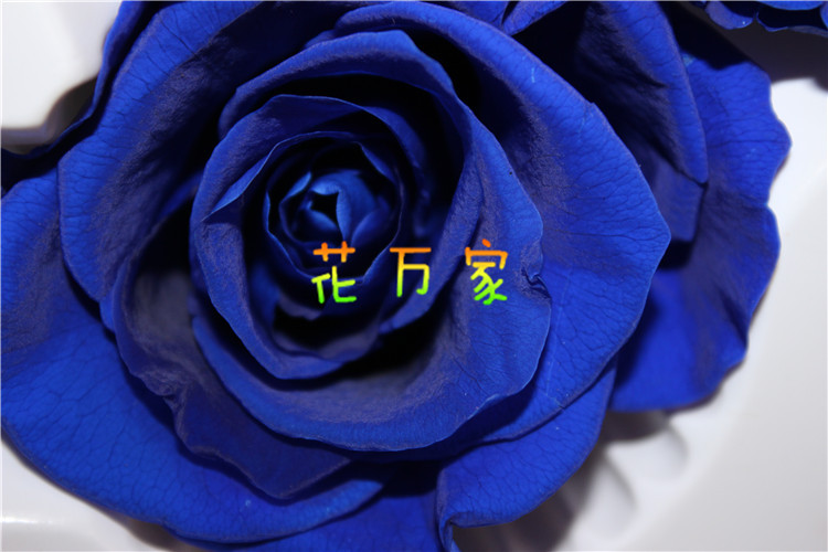 蓝色妖姬玫瑰花(蓝色妖姬玫瑰花是代表什么)