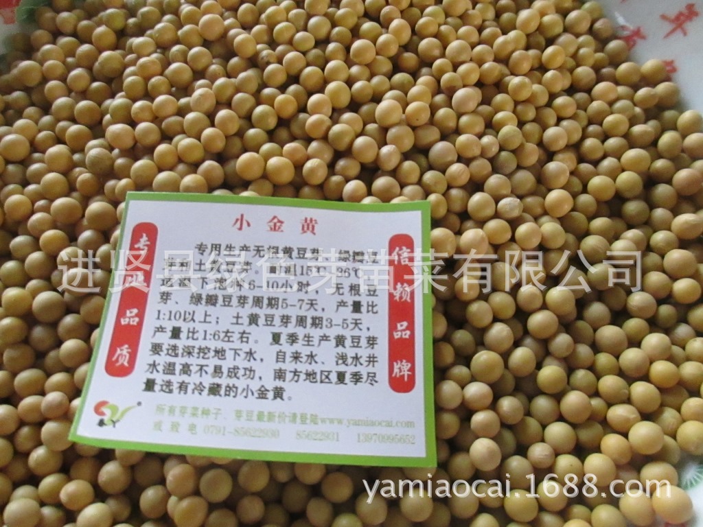 小金黄整包 豆芽专用黄豆东农690芽豆特色蔬菜芽苗菜种子种植批发