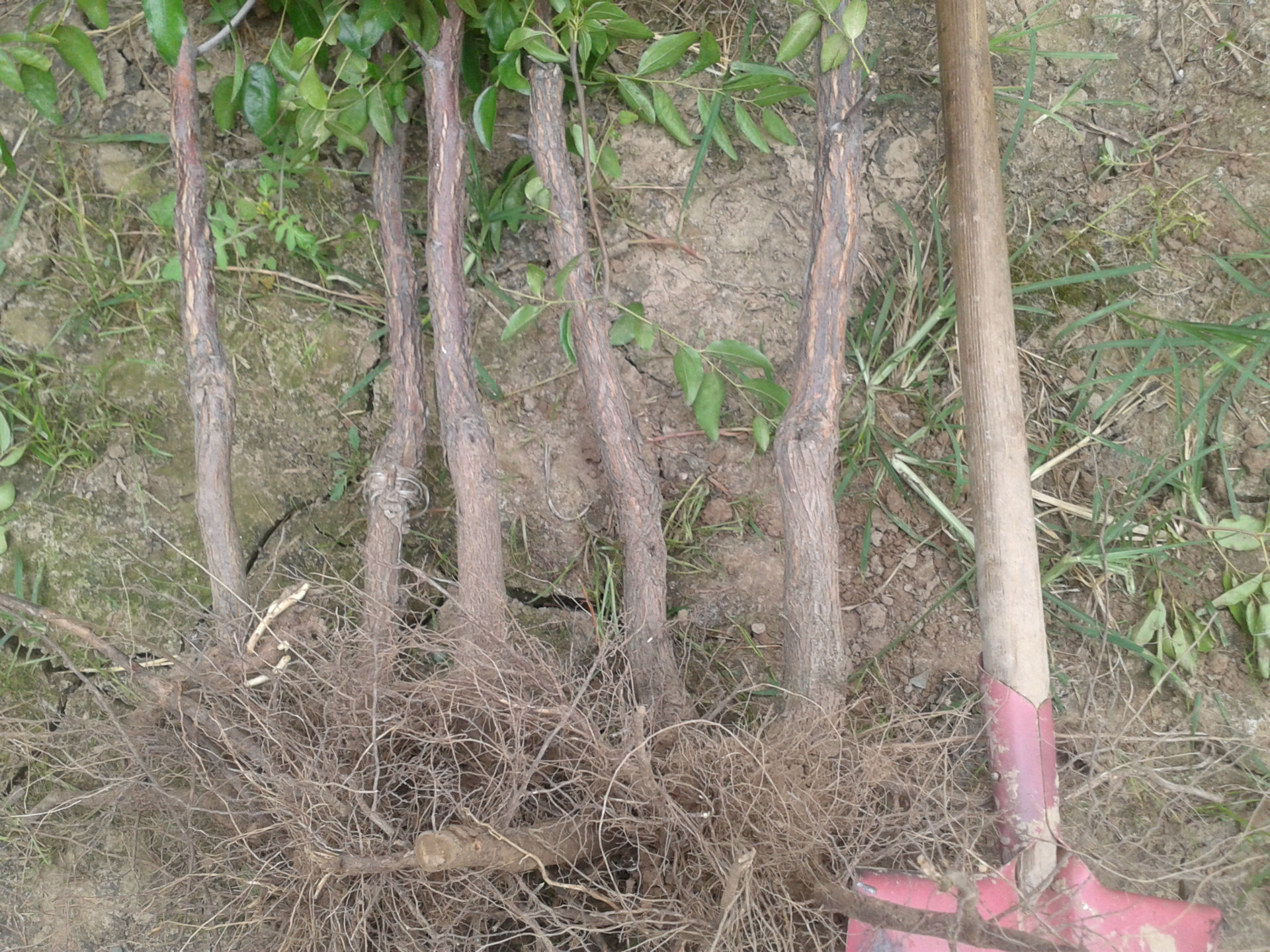 枣树苗 正品沾化冬枣树苗 沾冬2号 二代冬枣树苗 短枝冬枣树苗