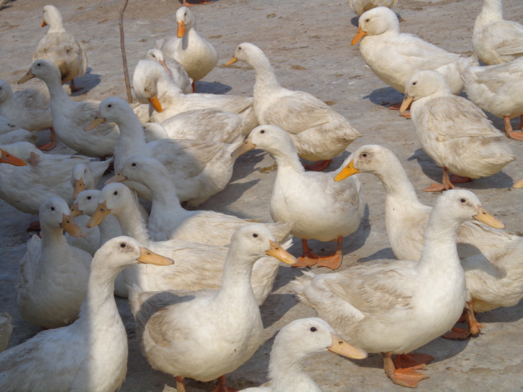 专业养殖厂种鸭低价优质热卖种鸭低价量大从优
