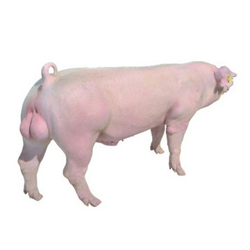 【湖南百宜】百宜原种猪 二级长白种猪 公猪 满10头送2头
