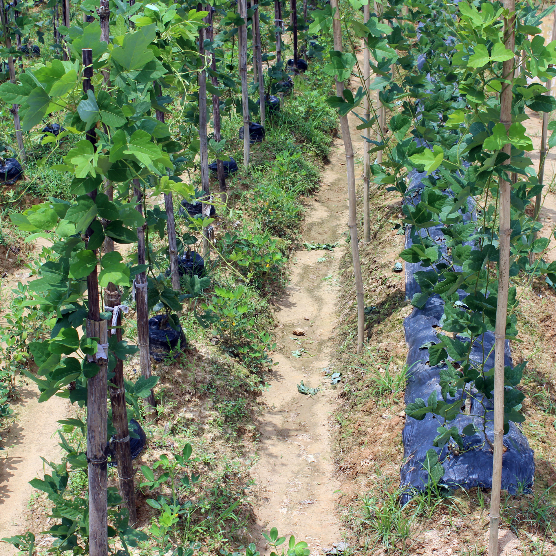 优质葛根苗粉葛苗批发