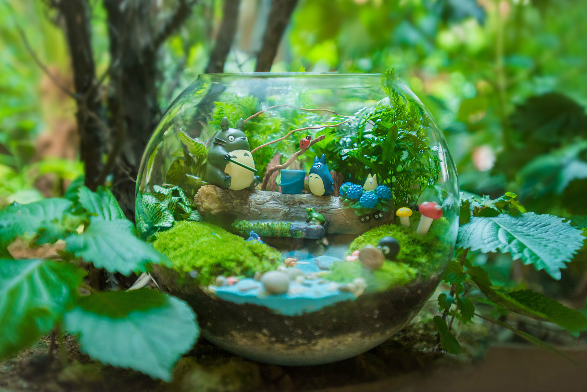 【微景观植物 微景观背景植物 圆叶小火焰网纹草】广东深圳微景观植物