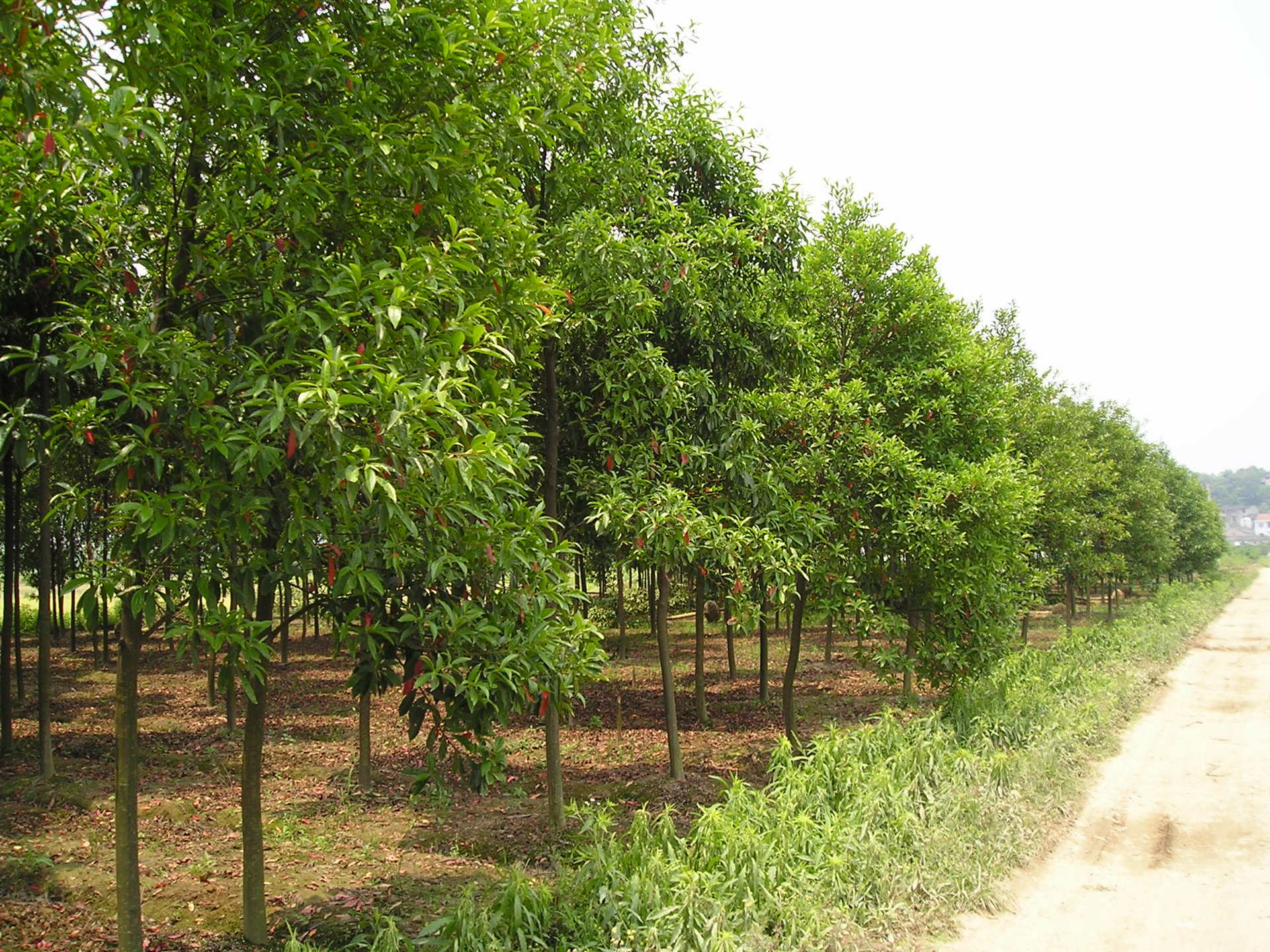 绿化乔木玉兰树,各种规格玉兰1-10公分白玉兰,紫玉兰