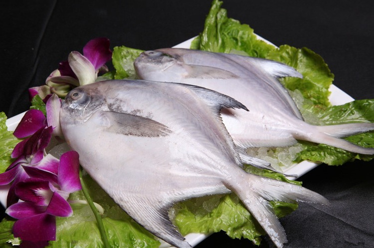 批发销售 新鲜冰鲜大白鲳鱼 纯野生海鲜大白鲳鱼 肉质鲜嫩美.