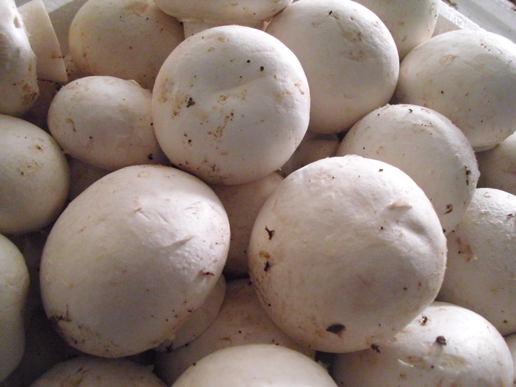 蔬菜批发市场专用新鲜双孢菇批发 常年批发优质双孢菇质量优