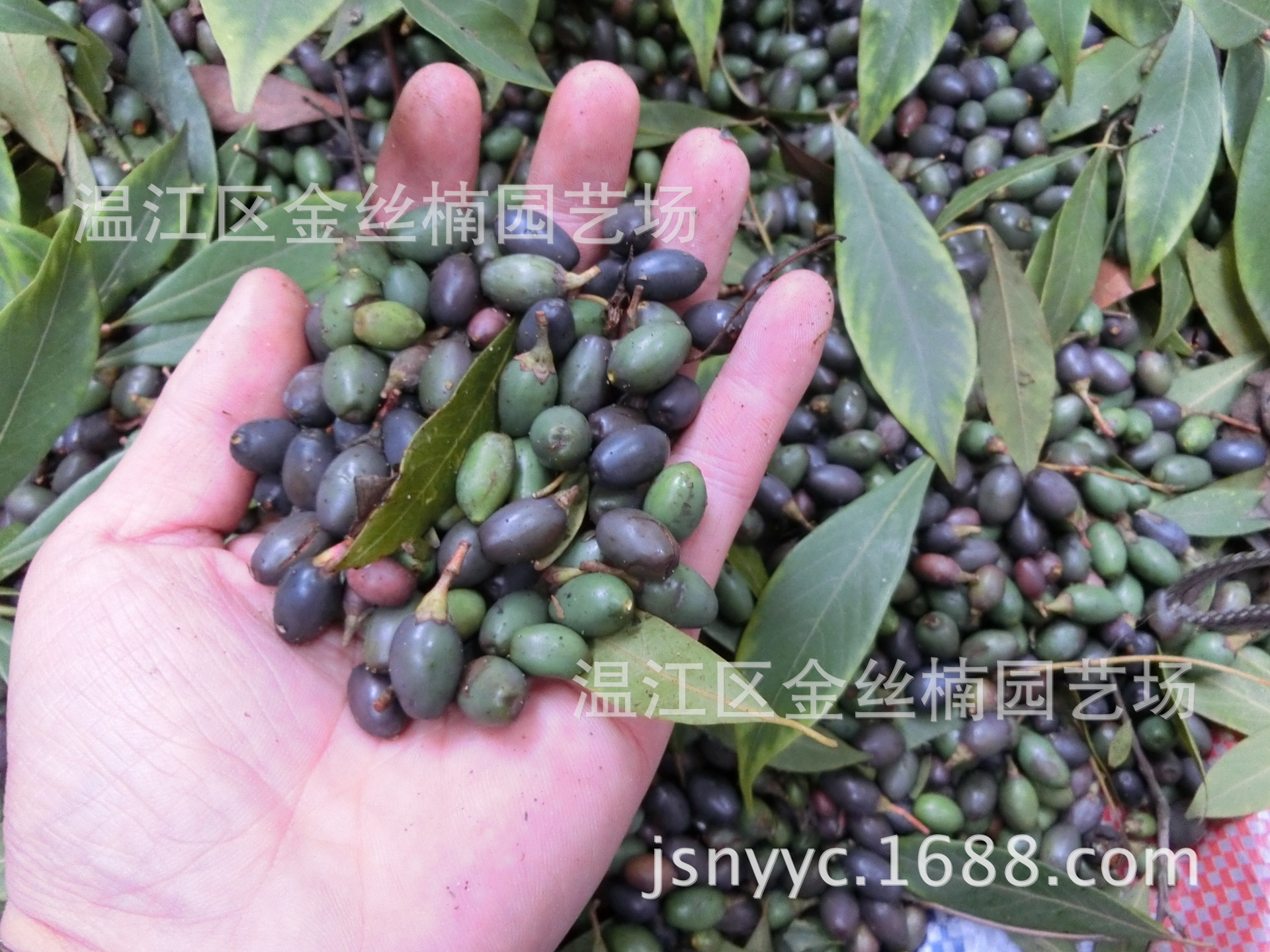 2014年新采金丝楠木种子 成都桢楠种子 20年专注放心购买合同保障