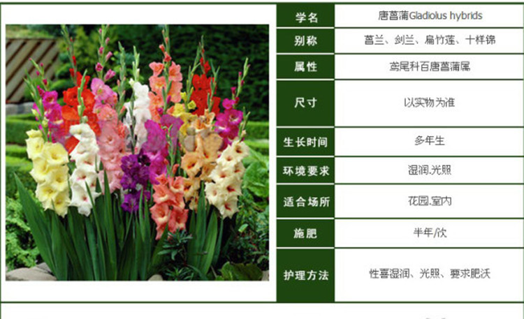 球兰花品种名称及图片图片