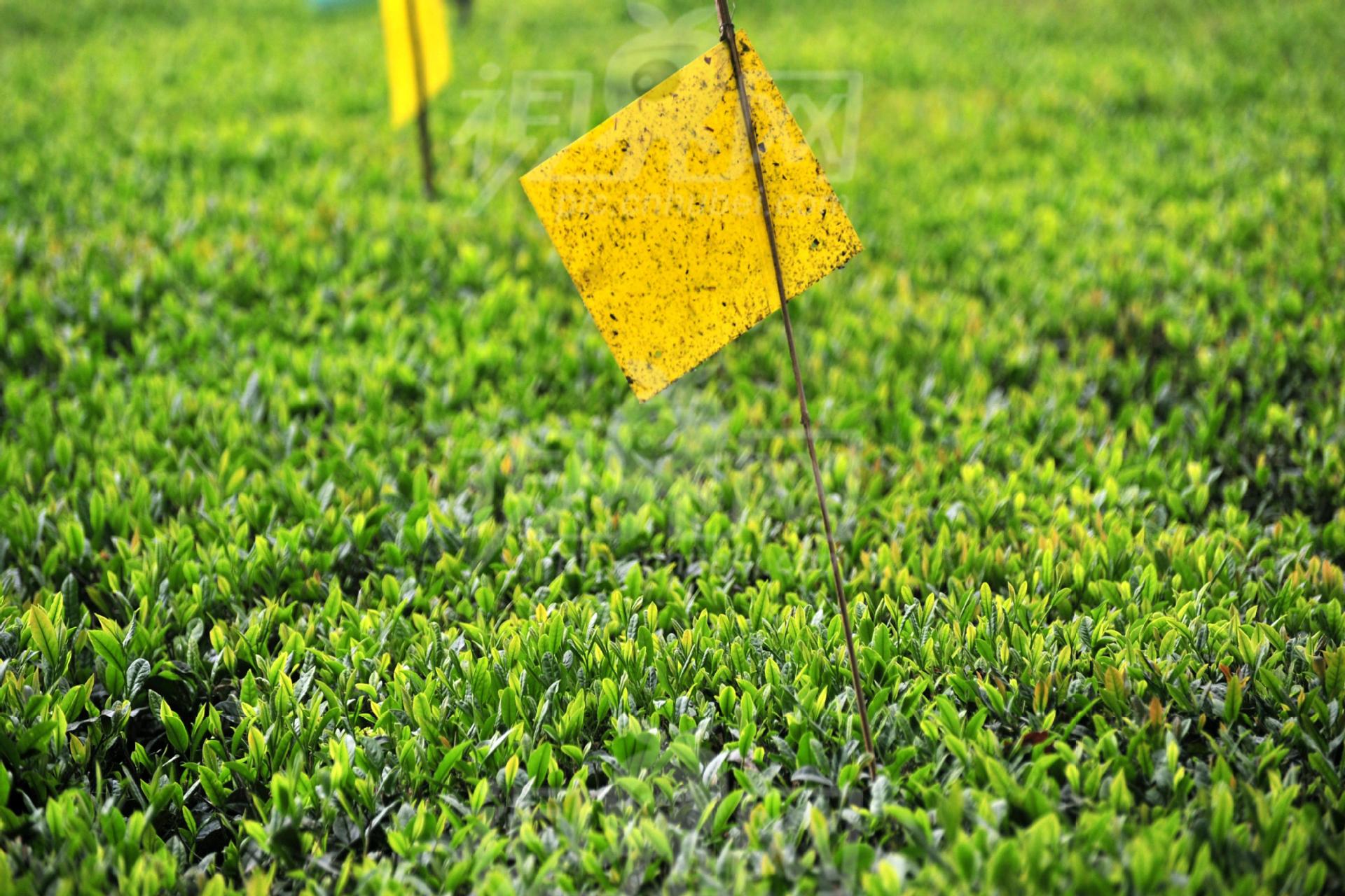 农业专用粘虫板