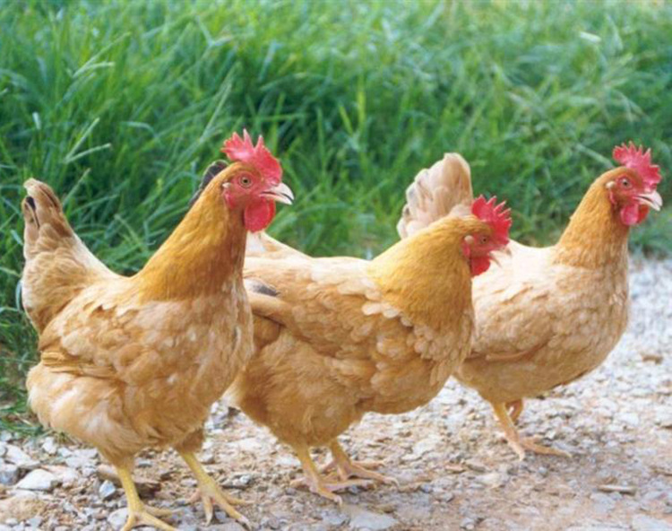 厂家直销三黄鸡 三黄鸡苗 农家散养三黄鸡 成活率高 肉质鲜美