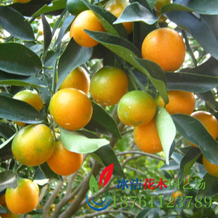 金桔果树树苗