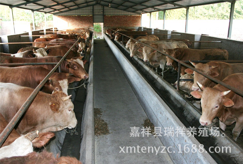 411XM种公牛的图片图片
