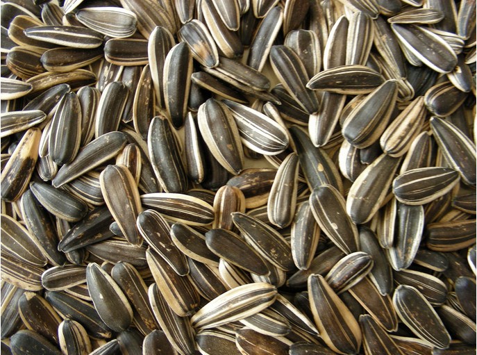 熟瓜子500克 原汁原味葵花籽批发 无糖 无配料 无添加剂 年货瓜子