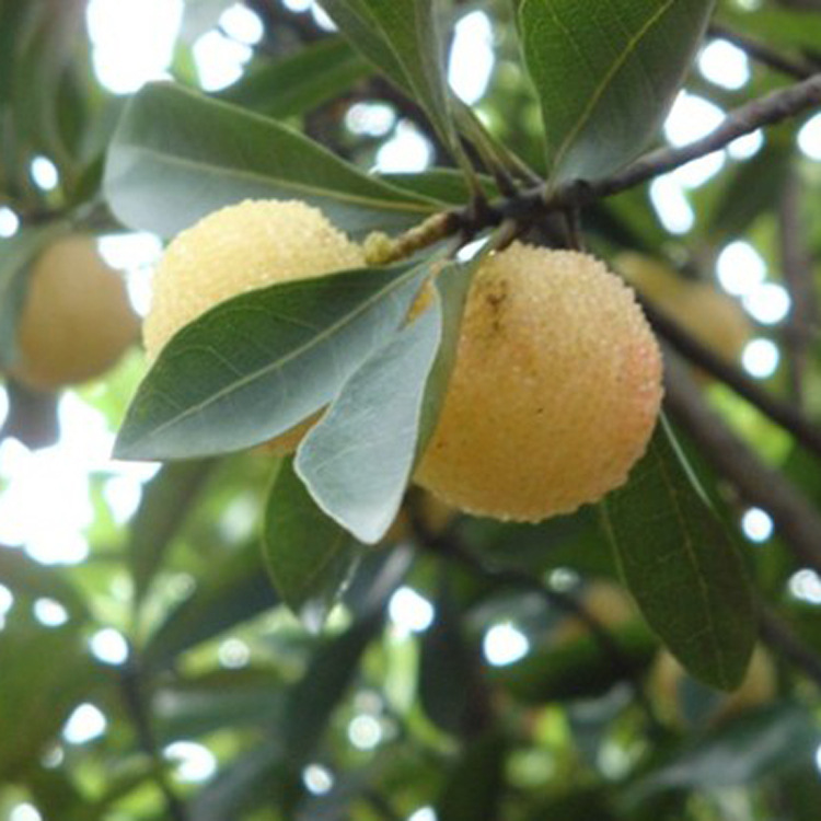 【鹏源花卉】供应水晶杨梅果树 销售各种规格果树 量大优惠