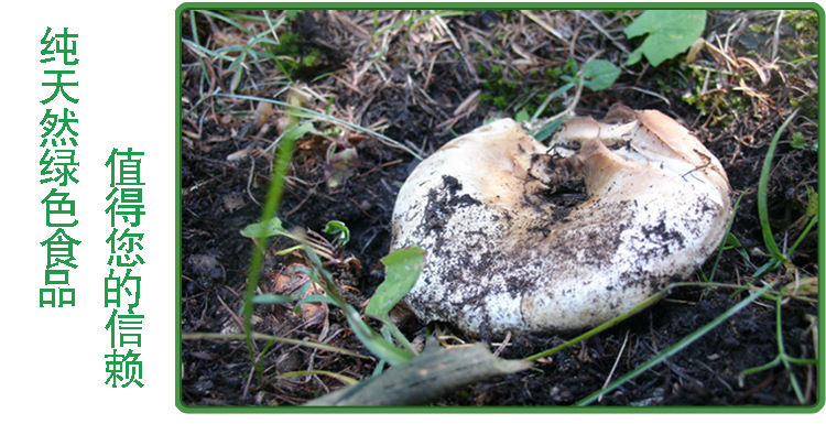 山珍 新疆喀尔里克天然食用菌 野蘑菇精品盒装800g 干货免摘特产