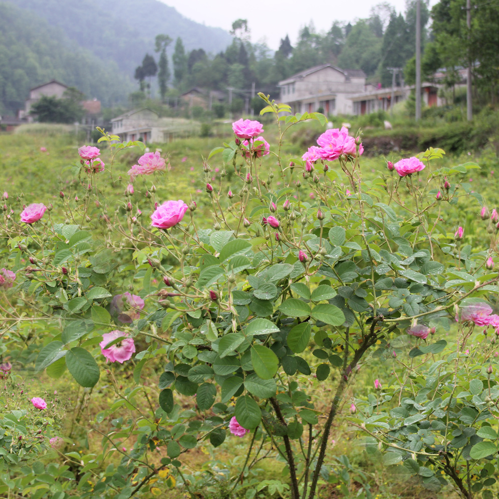 廠家500畝大馬士革玫瑰種植基地一角