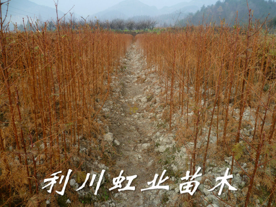 水杉小苗掉葉了