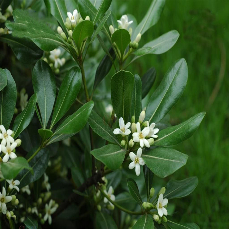 基地批发供应绿化苗木 灌木类【海桐】海桐苗.