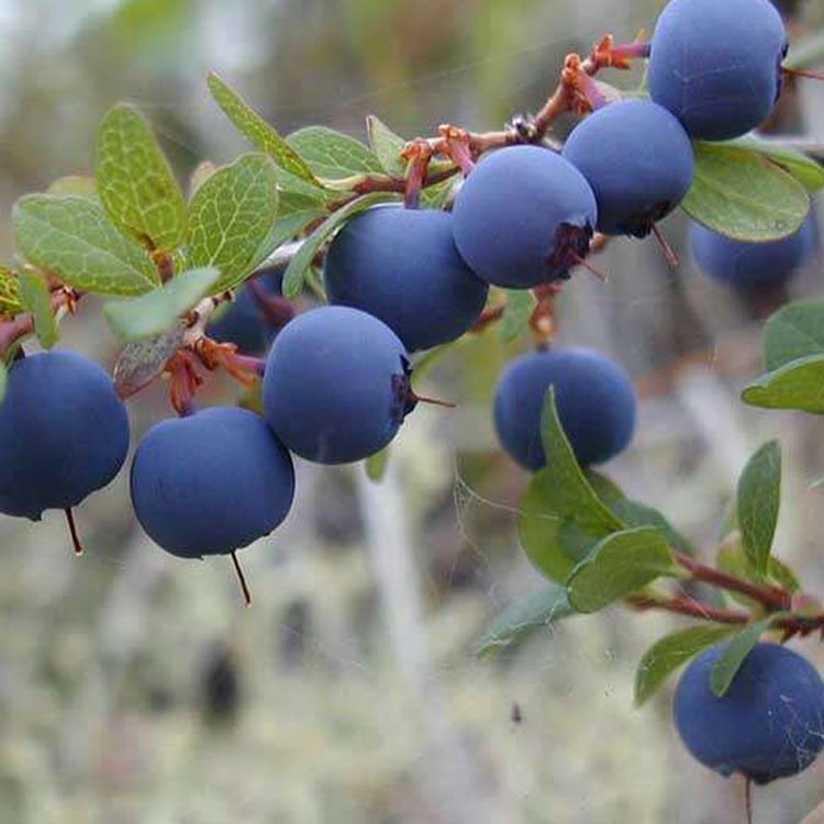 供应东北野生蓝莓 野生蓝莓 不是野生全额退款 价格优惠图片_9